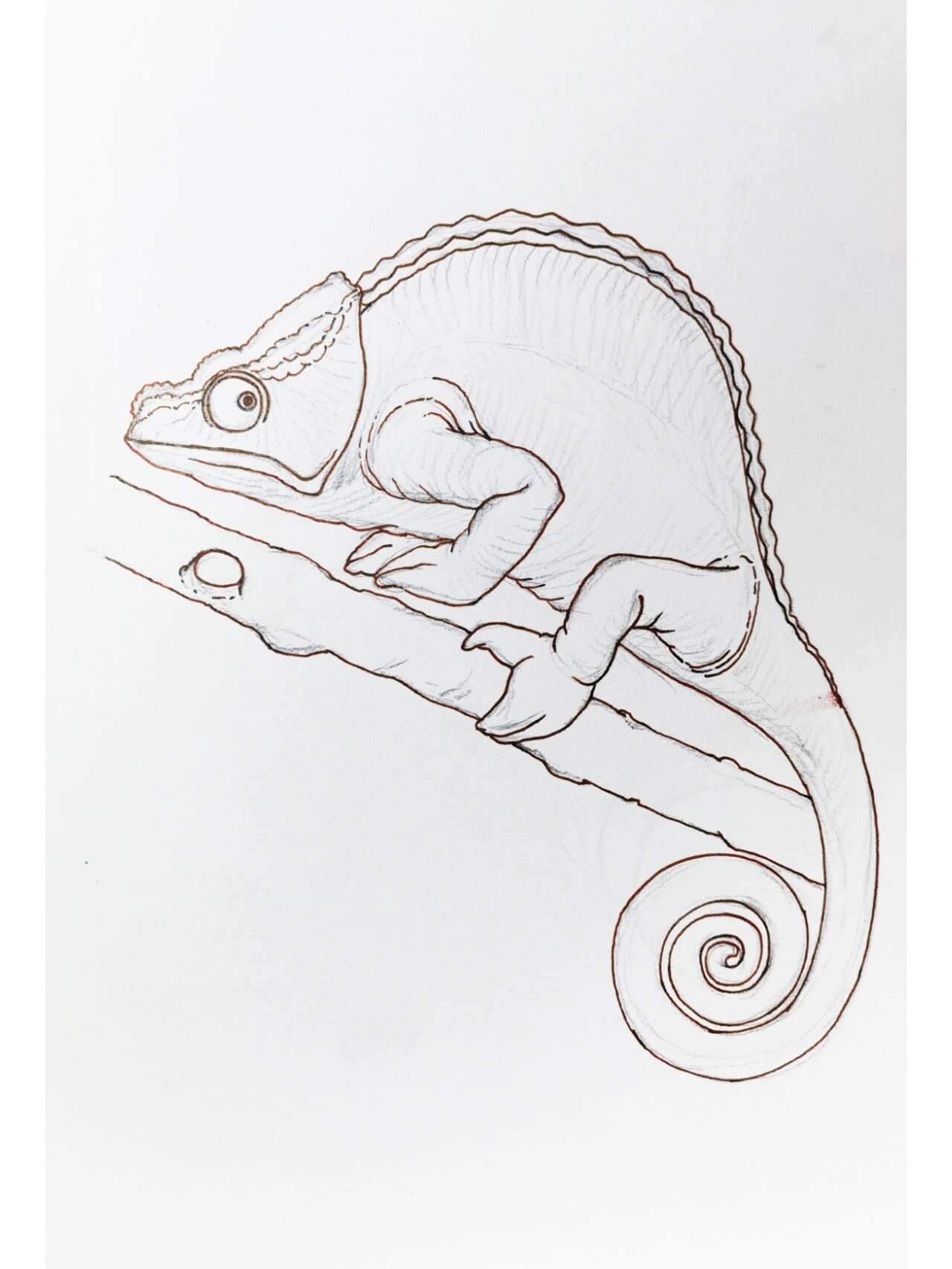 分享一只变色龙的作画步骤~动物系列