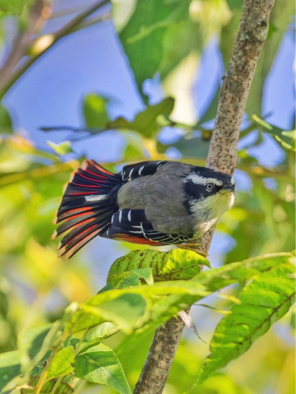 鸟类图鉴 | 尾巴在"燃烧"的火尾希鹛 原创拍摄于2022.