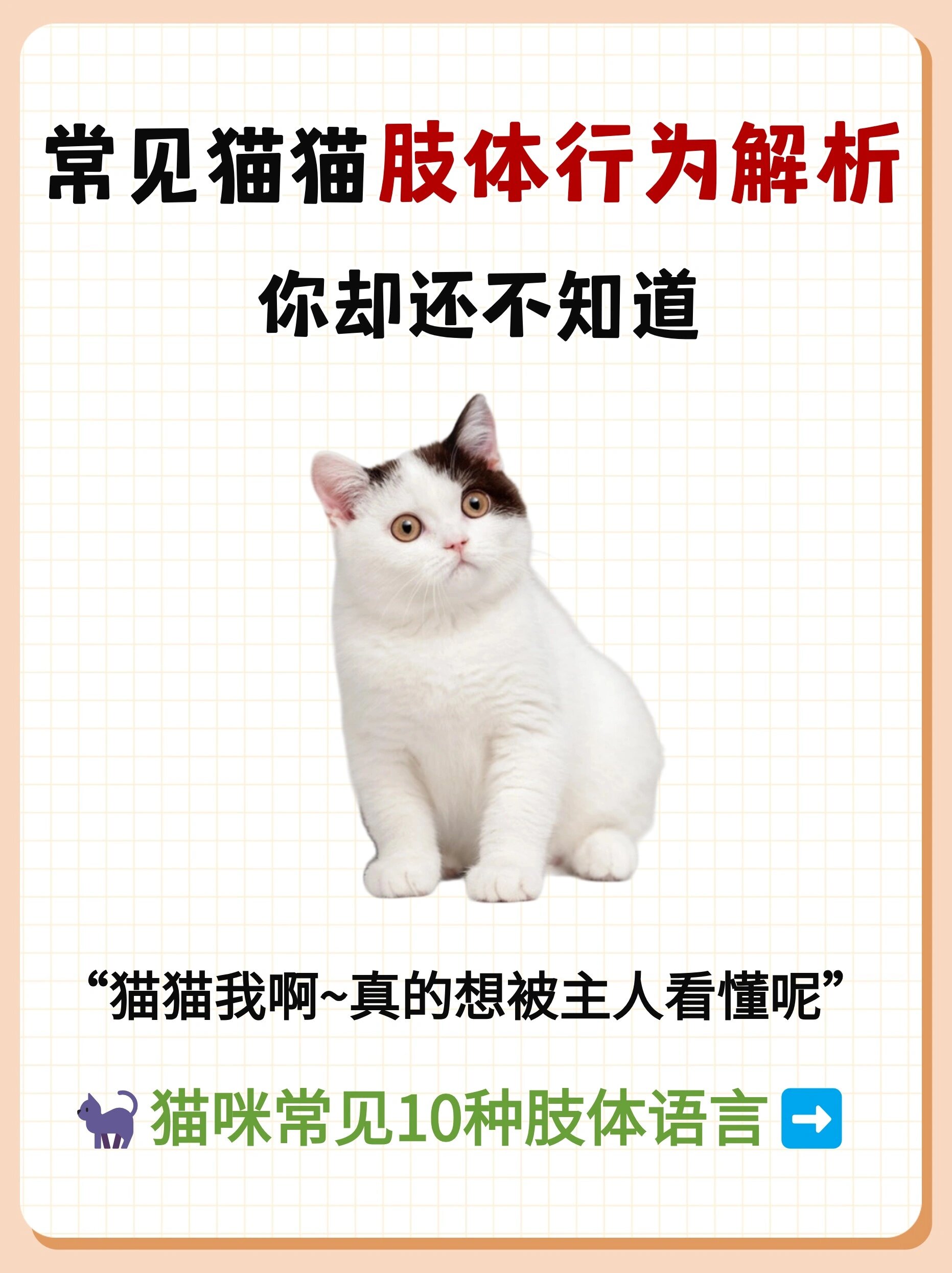 猫咪常见10种行为解析75铲屎官一定要了解