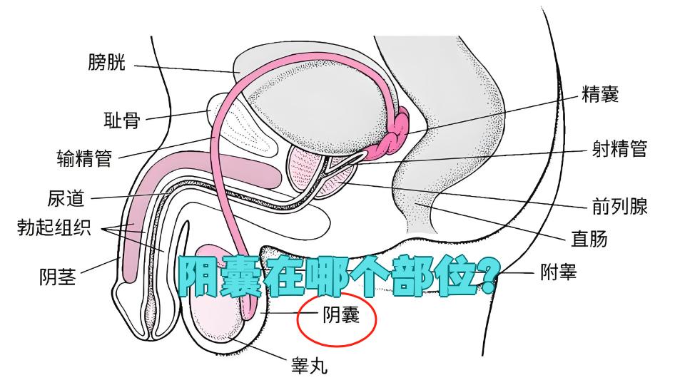 每个部分里面包含睾丸,附睾和输精管