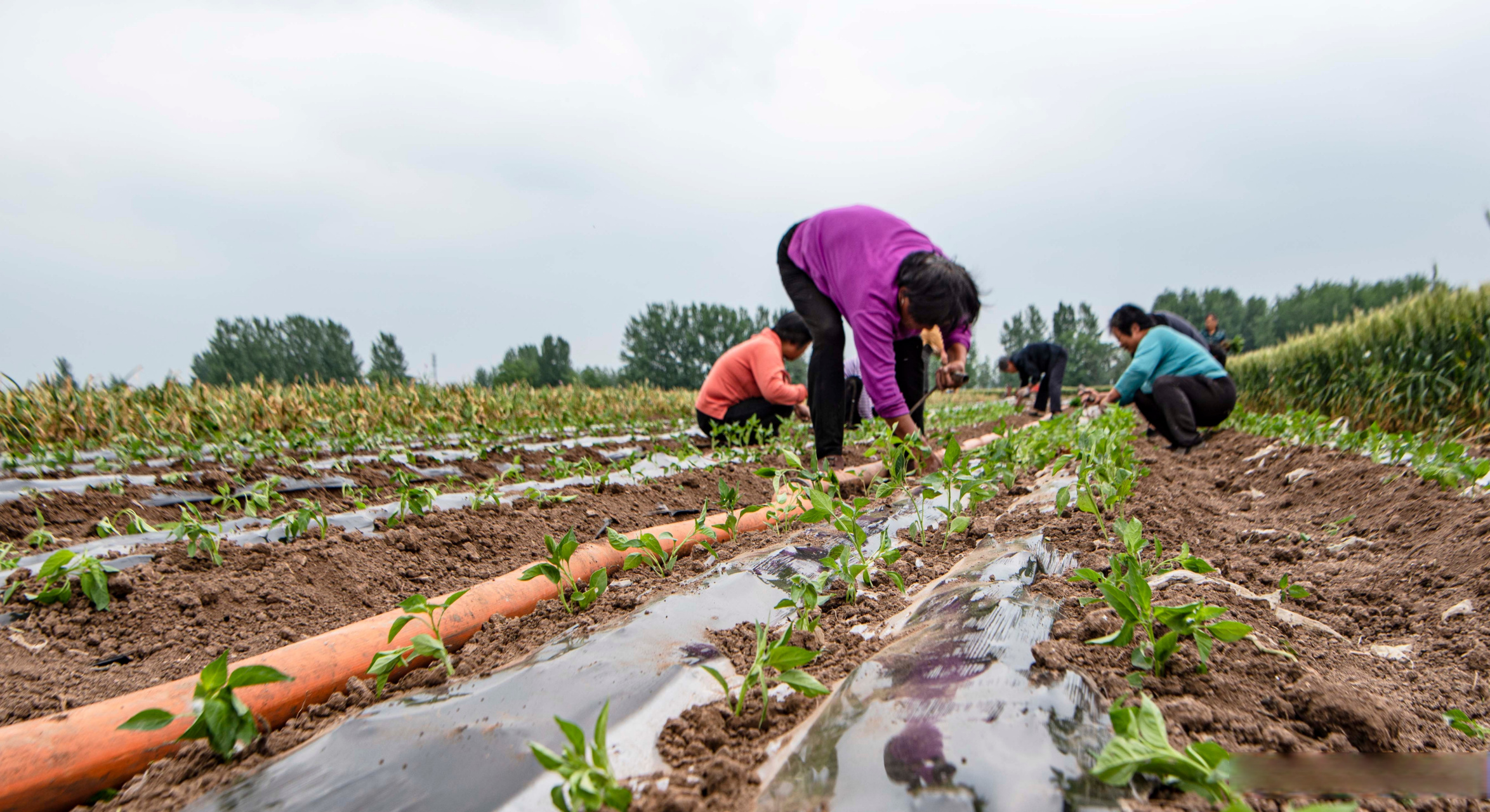 安徽亳州谯城区古城镇:辣椒种植效益高 富民增收好门路  2022年5月18