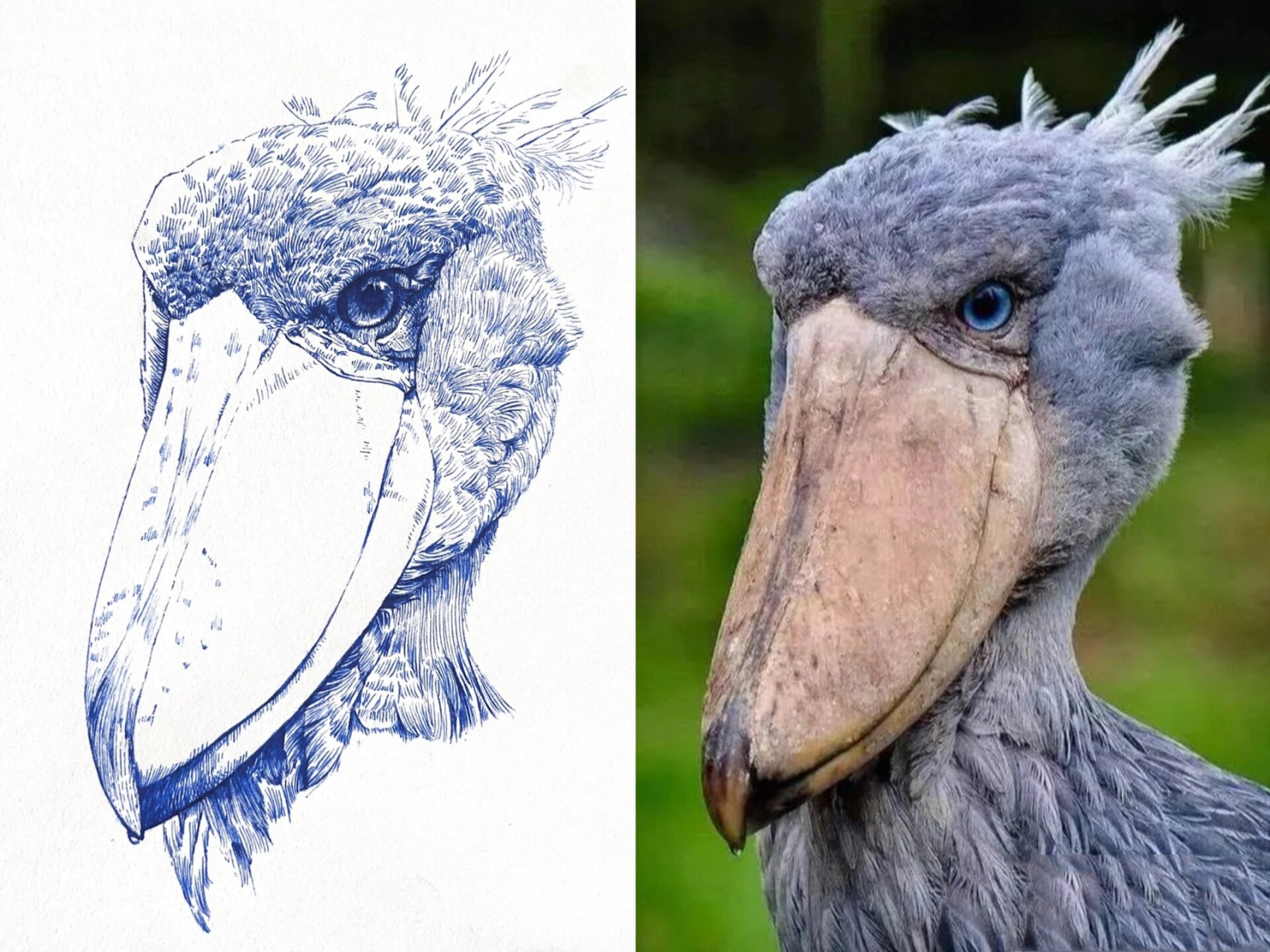 鲸头鹳画法对照 呆呆的很可爱嗷