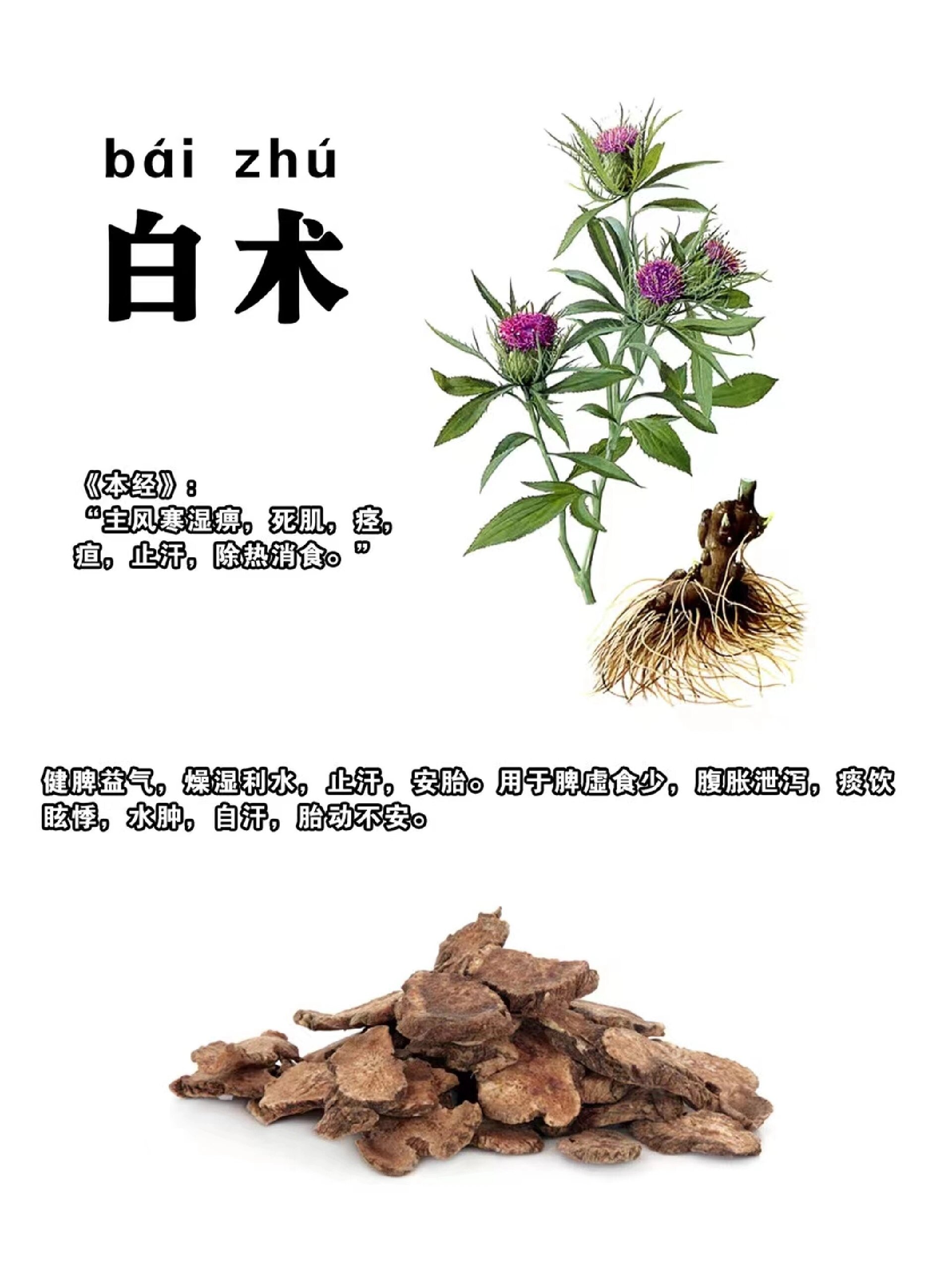 白术的功效与作用效果图片