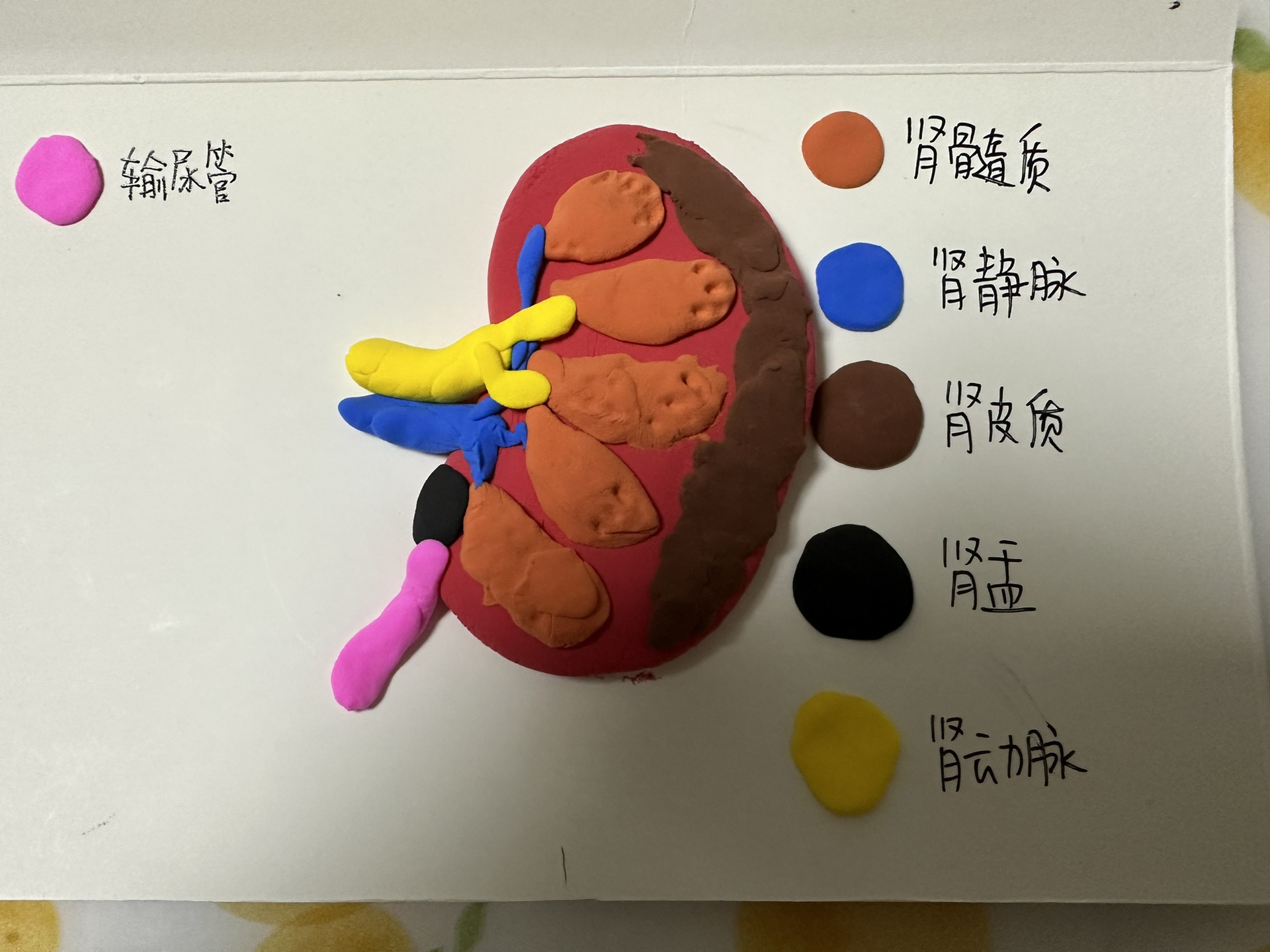 轻黏土制作肾脏模型