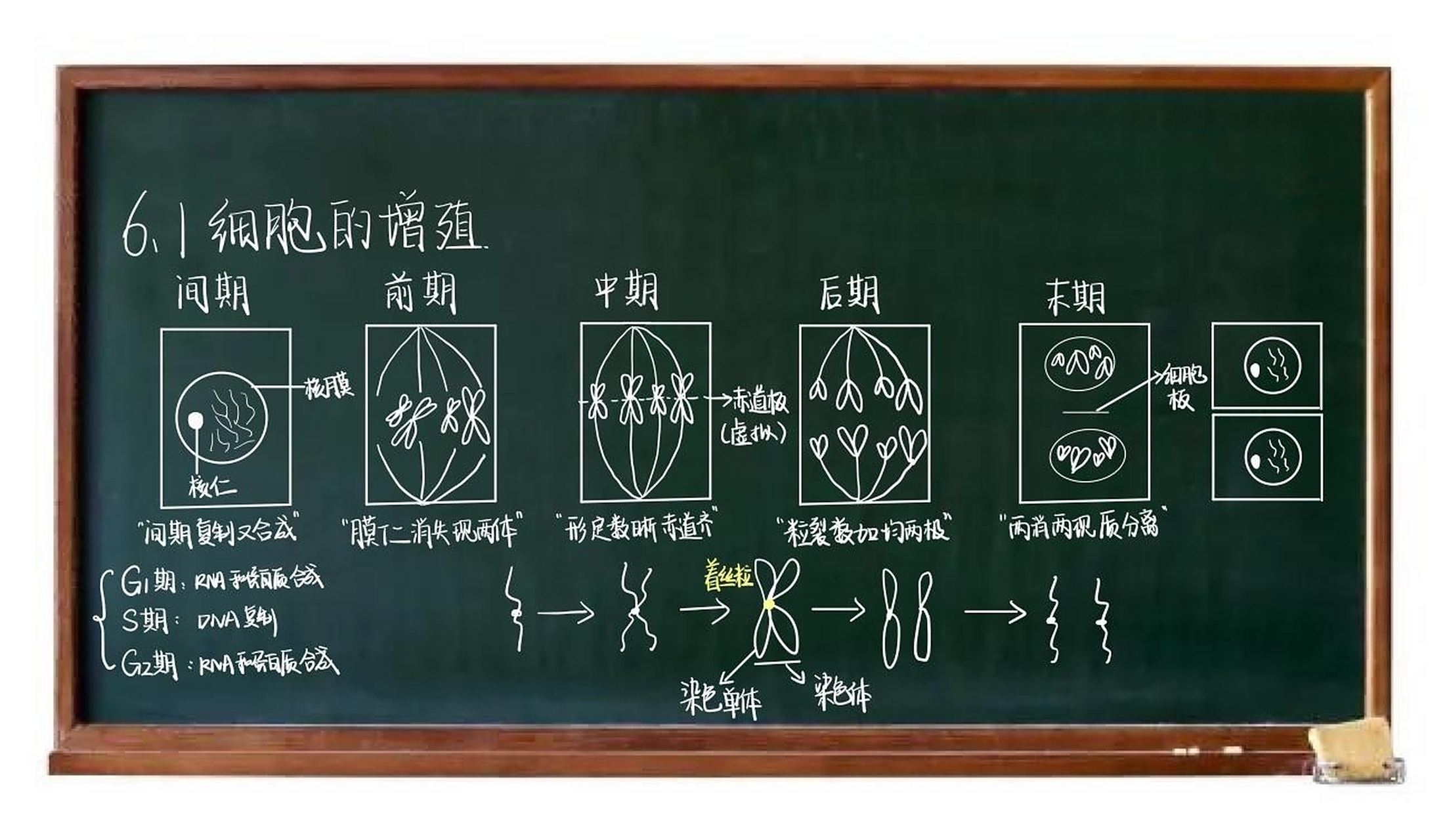 生物板书|有丝分裂 挑战高一最晚放假91 细胞周期需要注意7215