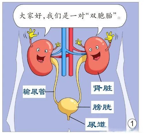 平时注意护肾至关重要:  1