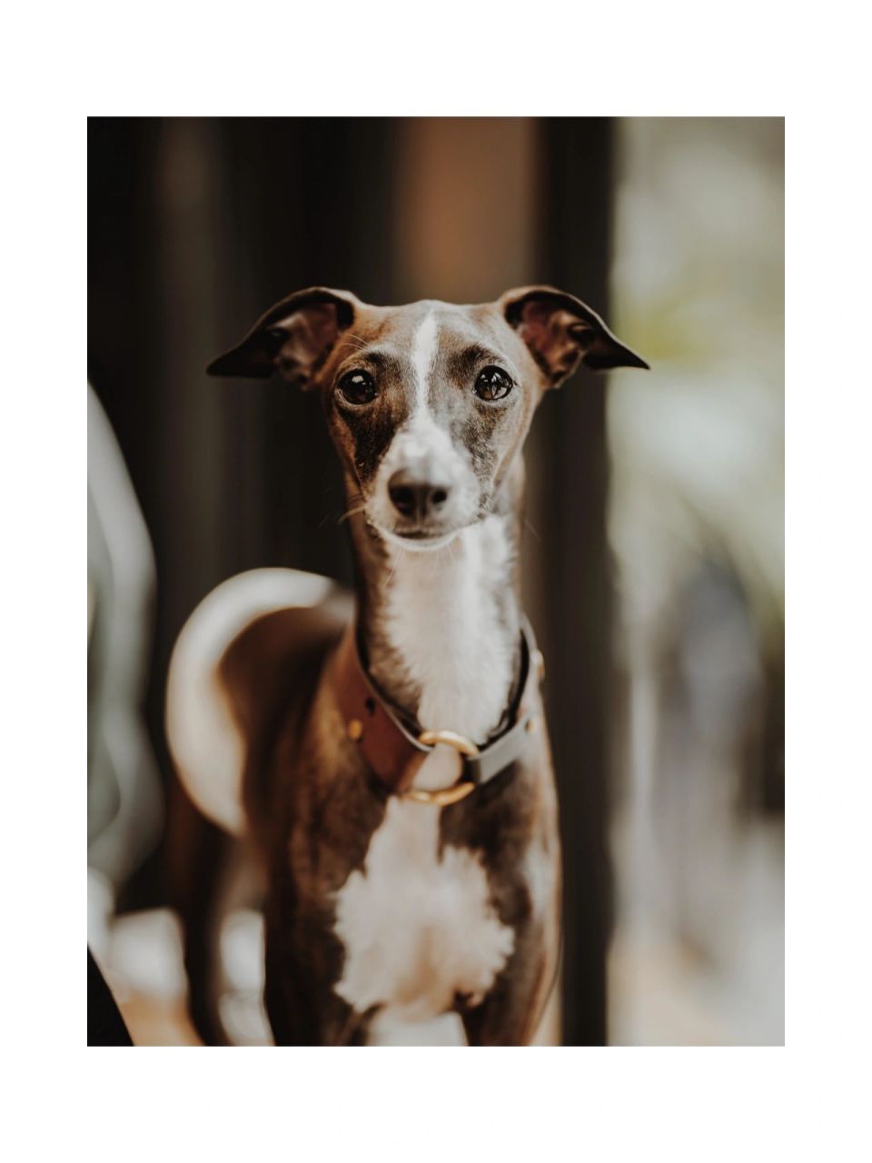 宠物百科|意大利小灵缇 今日分享这只是最近小火的宠物犬:98灵缇,图