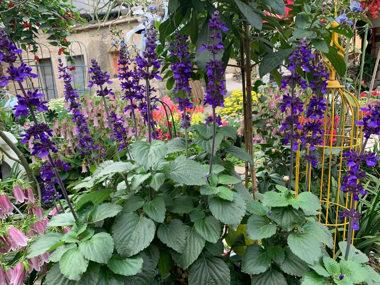 鼠尾草(蓝霸&一串蓝)从小苗到开花 鼠尾草挺神奇的,夏天开浅蓝色冷凉