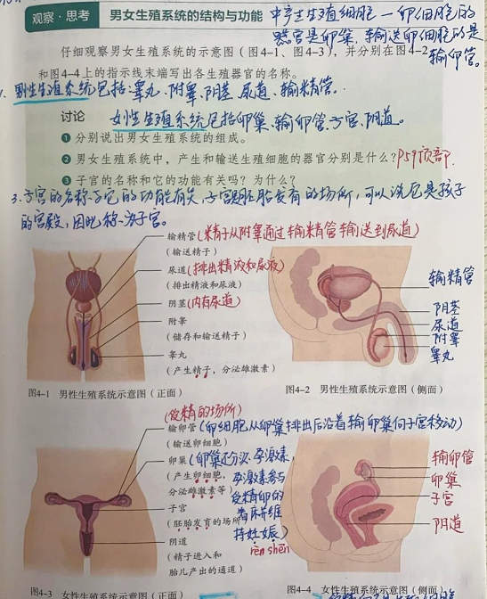 输精管是男性生殖系统的重要部分,它连接附睾和射精管