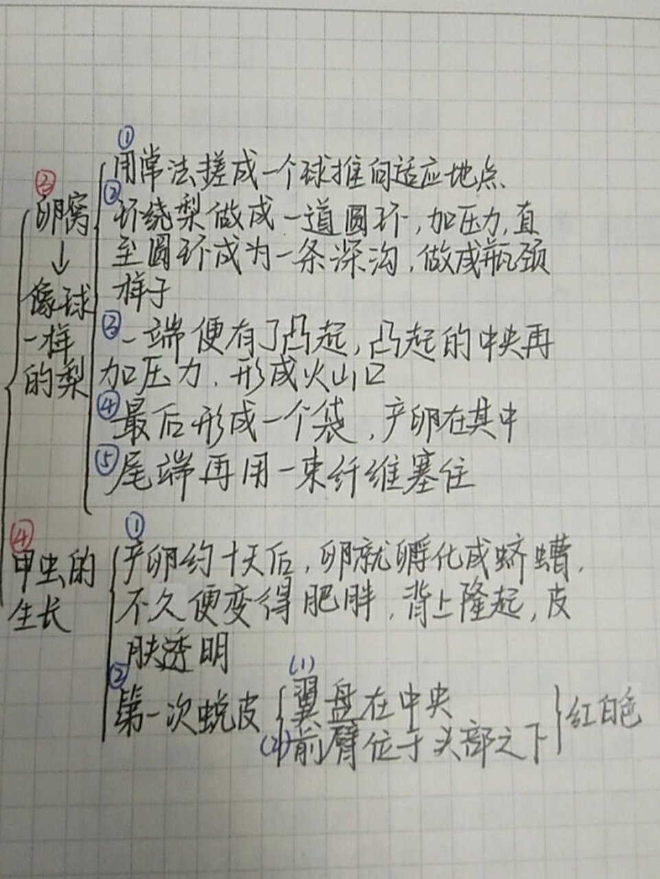 《昆虫记》思维导图 蜣螂#昆虫记##思维导图##蜣螂