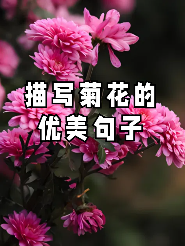 菊花怎么形容图片