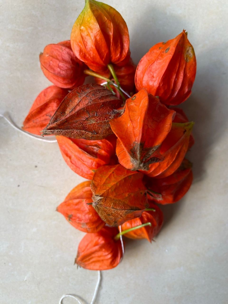 好吃又好看的红姑娘果 红的像姑娘害羞的脸,所以叫红姑娘果 我们东北