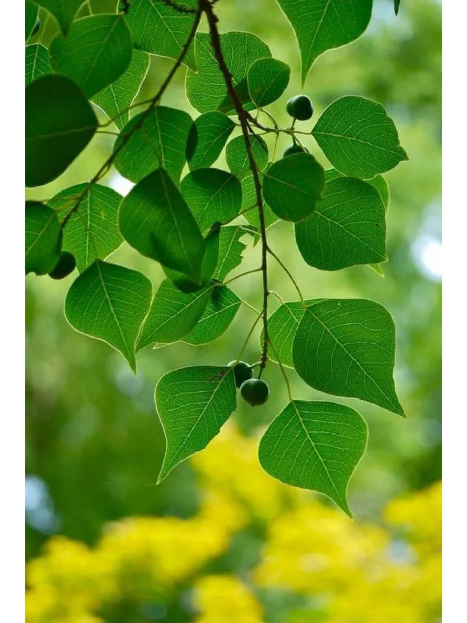 植物笔记day25 乌桕 名称:乌桕(大戟科 乌桕属) 	 特征:乔木,高可达15