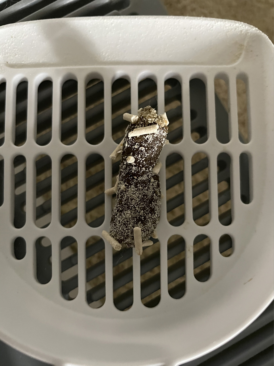 请问猫咪大便上的白点是什么的?