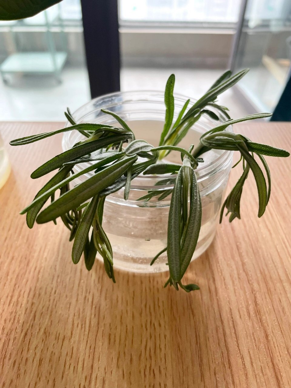 水培迷迭香 怎么都蔫了?