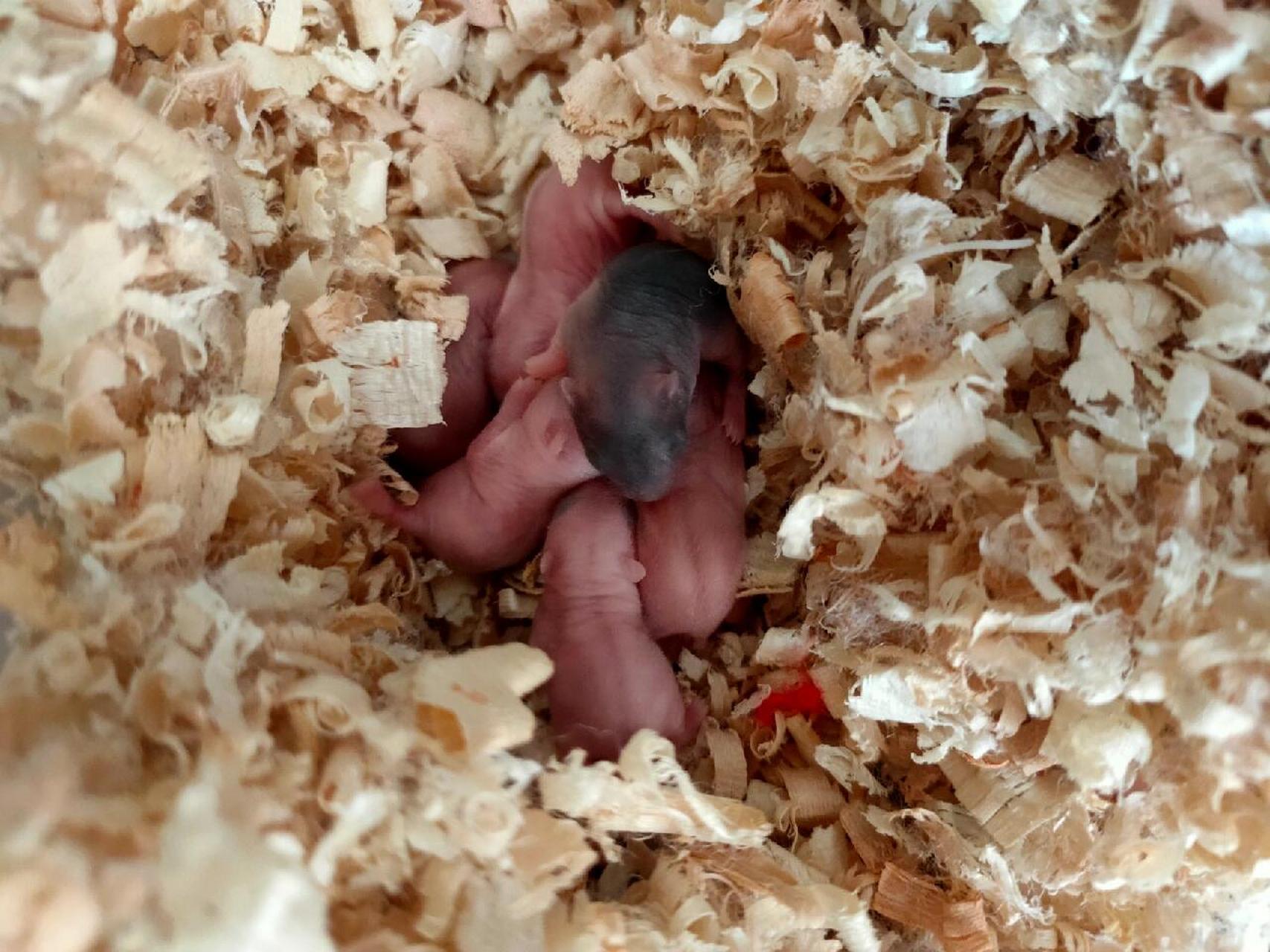 仓鼠宝宝第五天,爸爸是黄色布丁,妈妈是白色银狐,为什么生的宝宝有