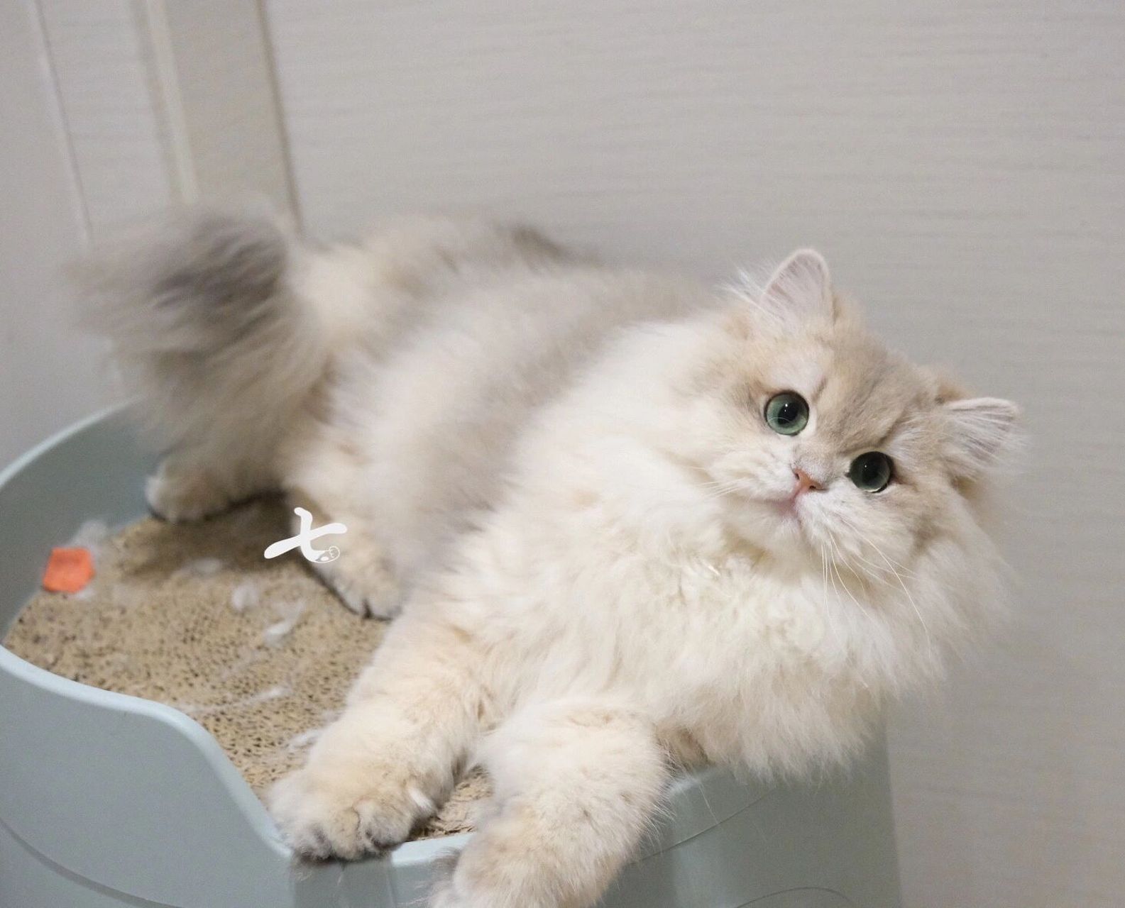 蓝金渐层长毛78你看着很有礼貌 乖乖小朋友长大了 22年中下旬加入