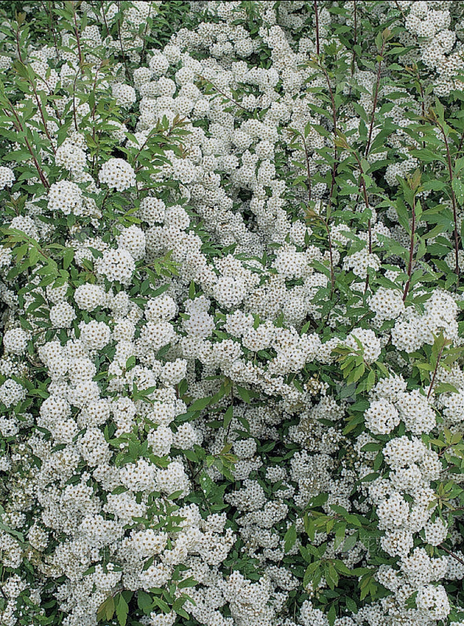 【每日一花】绣线菊 别名柳叶绣线菊,蚂蝗草. 花语是祈福,努力.