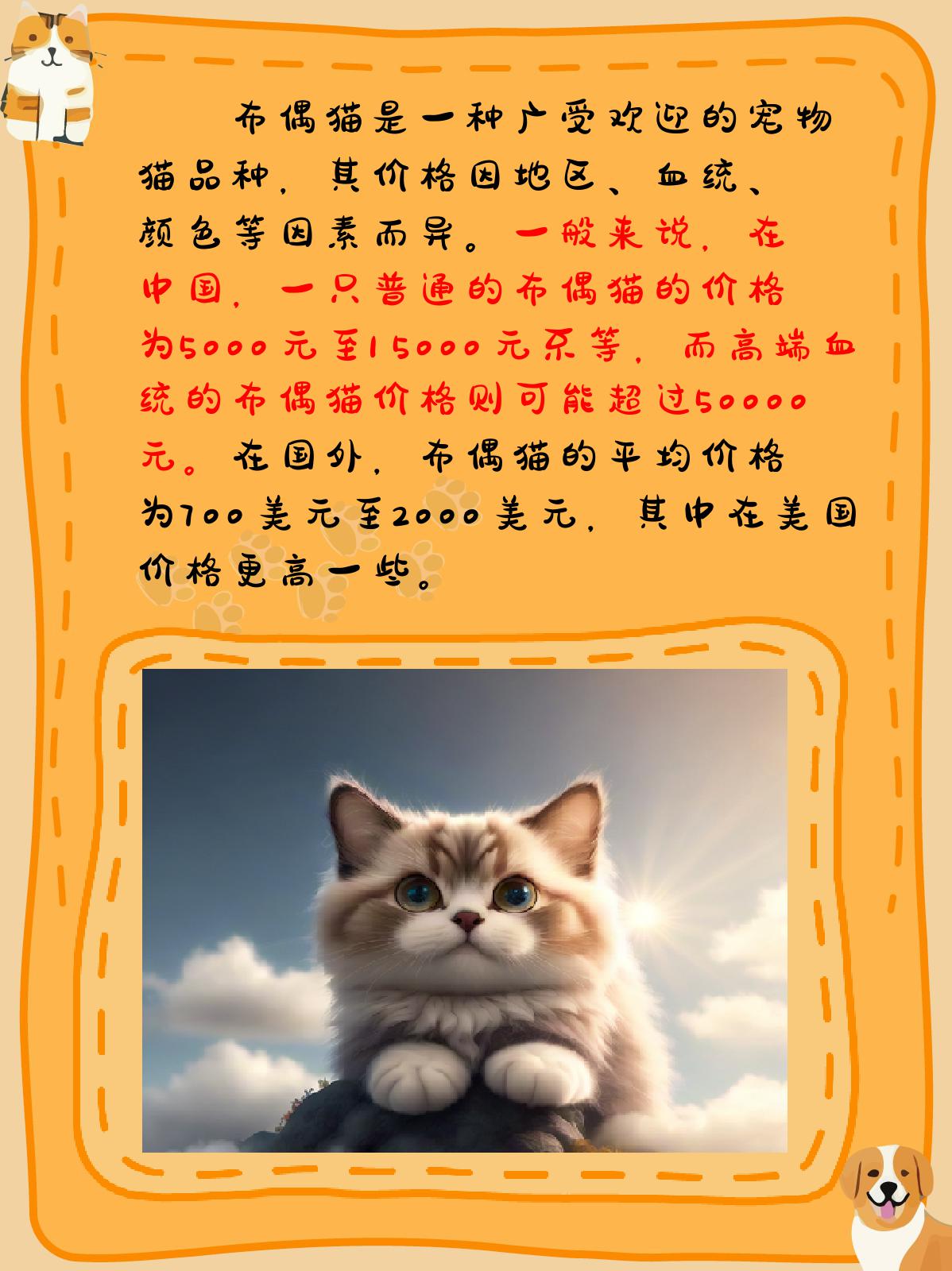 布偶猫价格多少钱一只