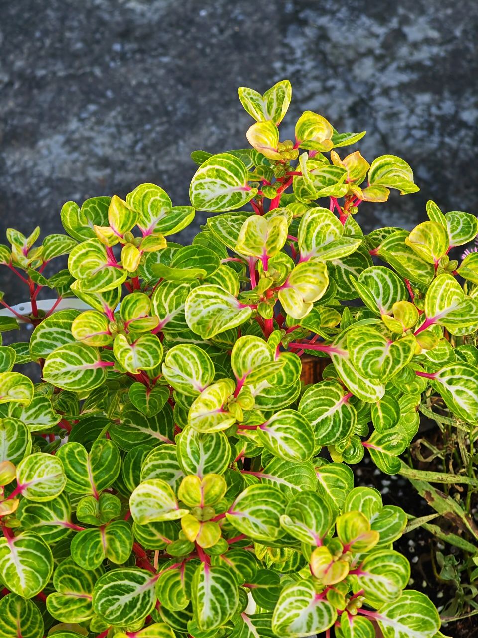 巨好养的钱多多/锦叶血苋 超级无敌巨好养,种在花箱里露天养护,风吹