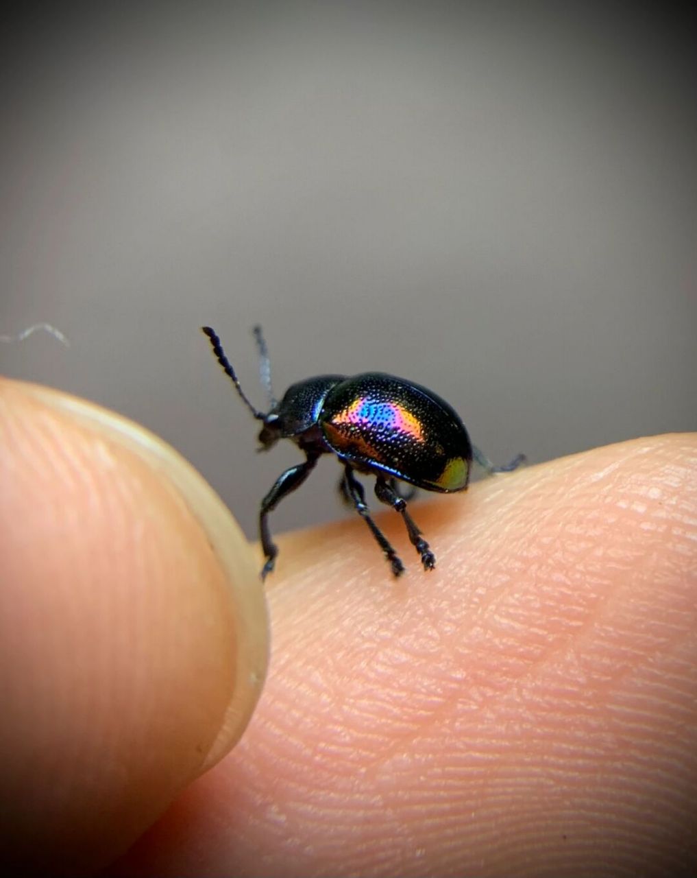 精致的小甲虫 中华萝藦叶甲,常见的小昆虫,宝石般的质感[爱你]#昆虫