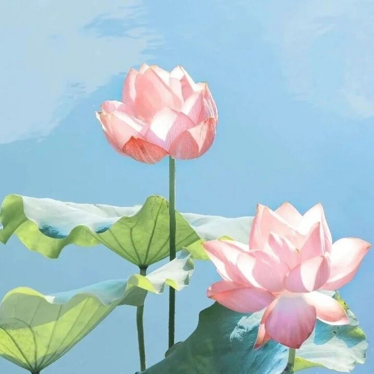 佛系头像 荷花的花语:"我永远只属于你,不用质疑我对你的爱,属于你的