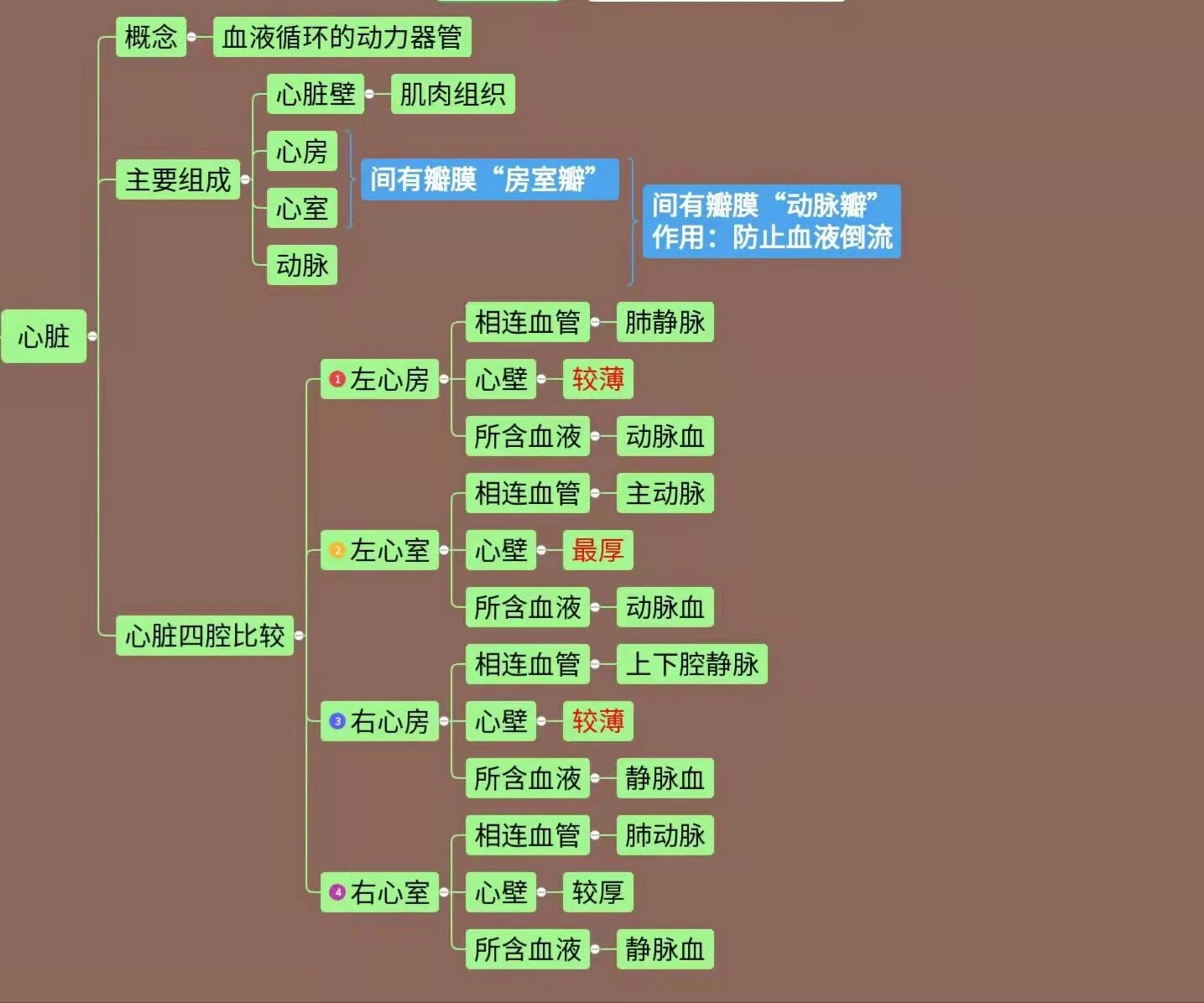 生物篇6015初一下册:人体血液循环组成「导图」