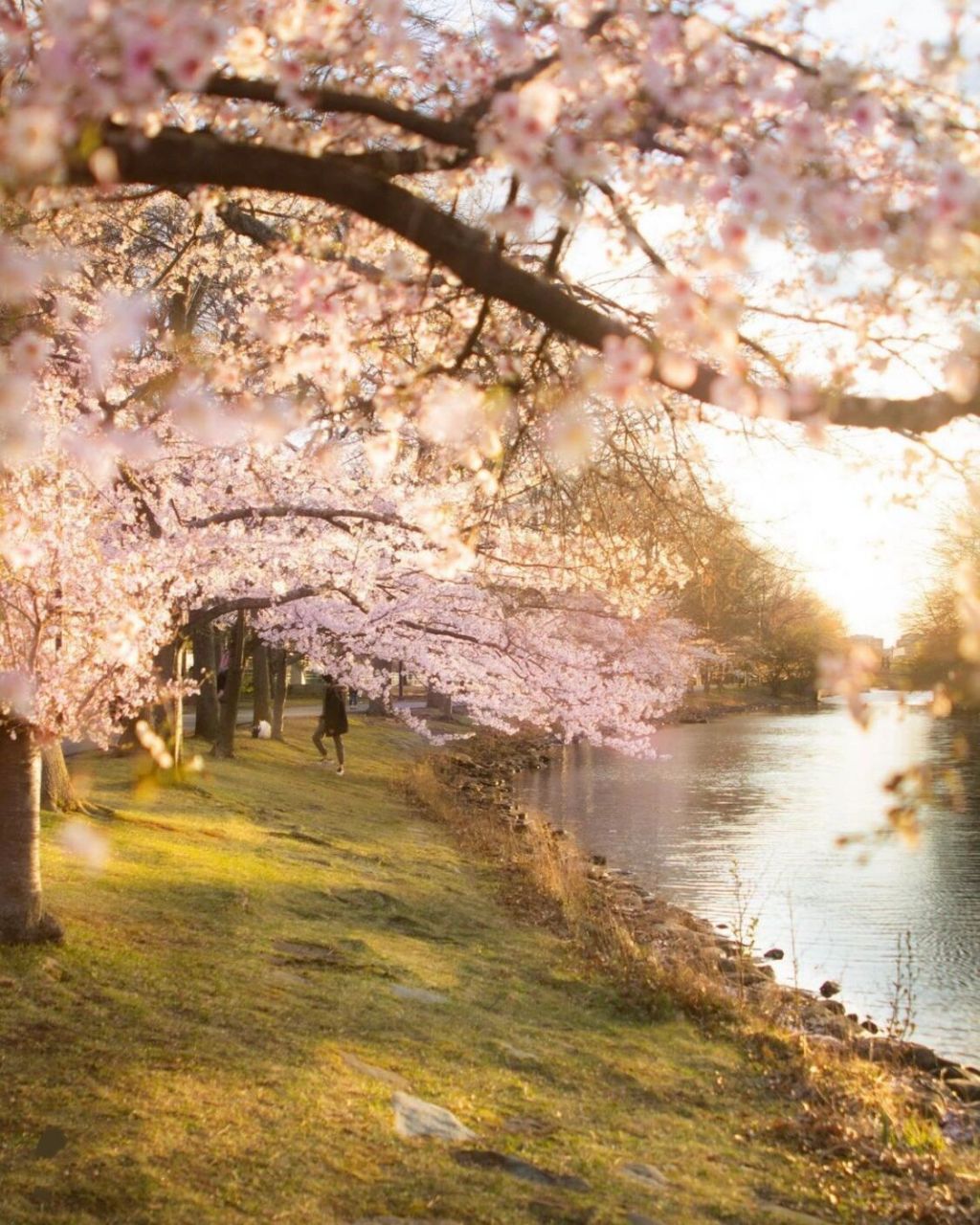 波士顿查尔斯河的樱花很美 charles river esplanade 	 最喜欢ma