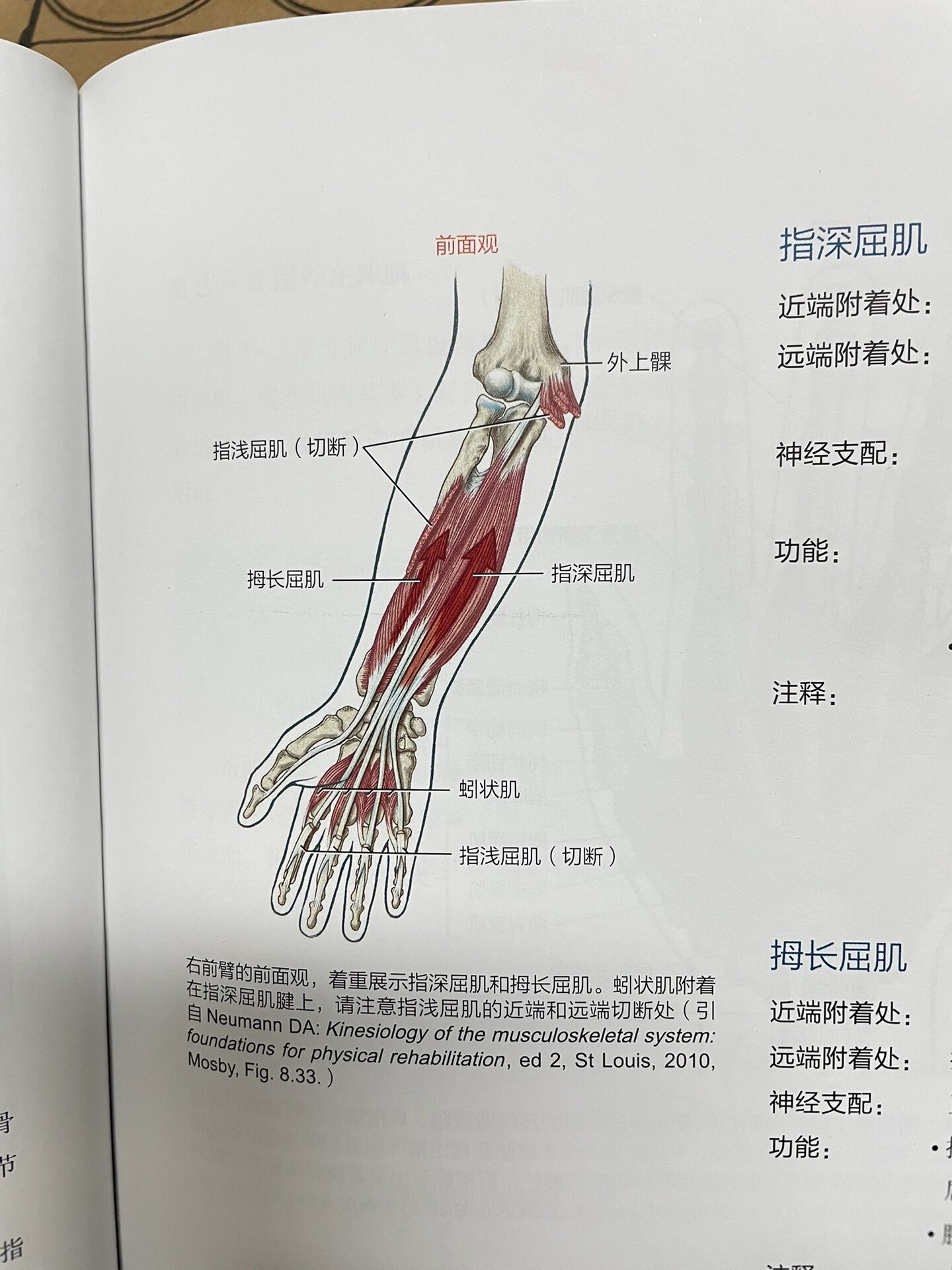 手指肌腱滑车图片