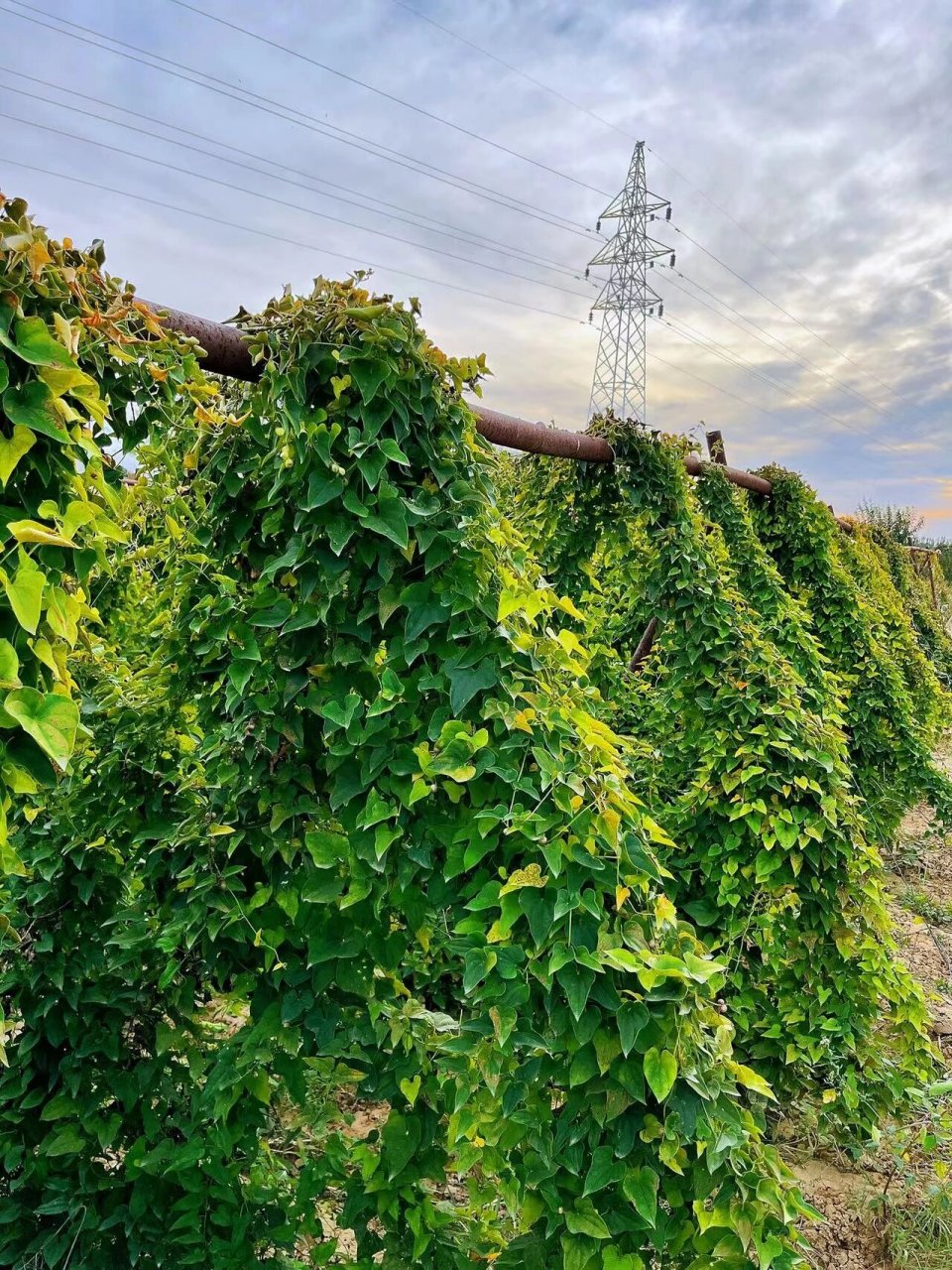 宝宝辅食必选 我农场的单品爆品 铁棍山药 而且是有机种植,有机认证