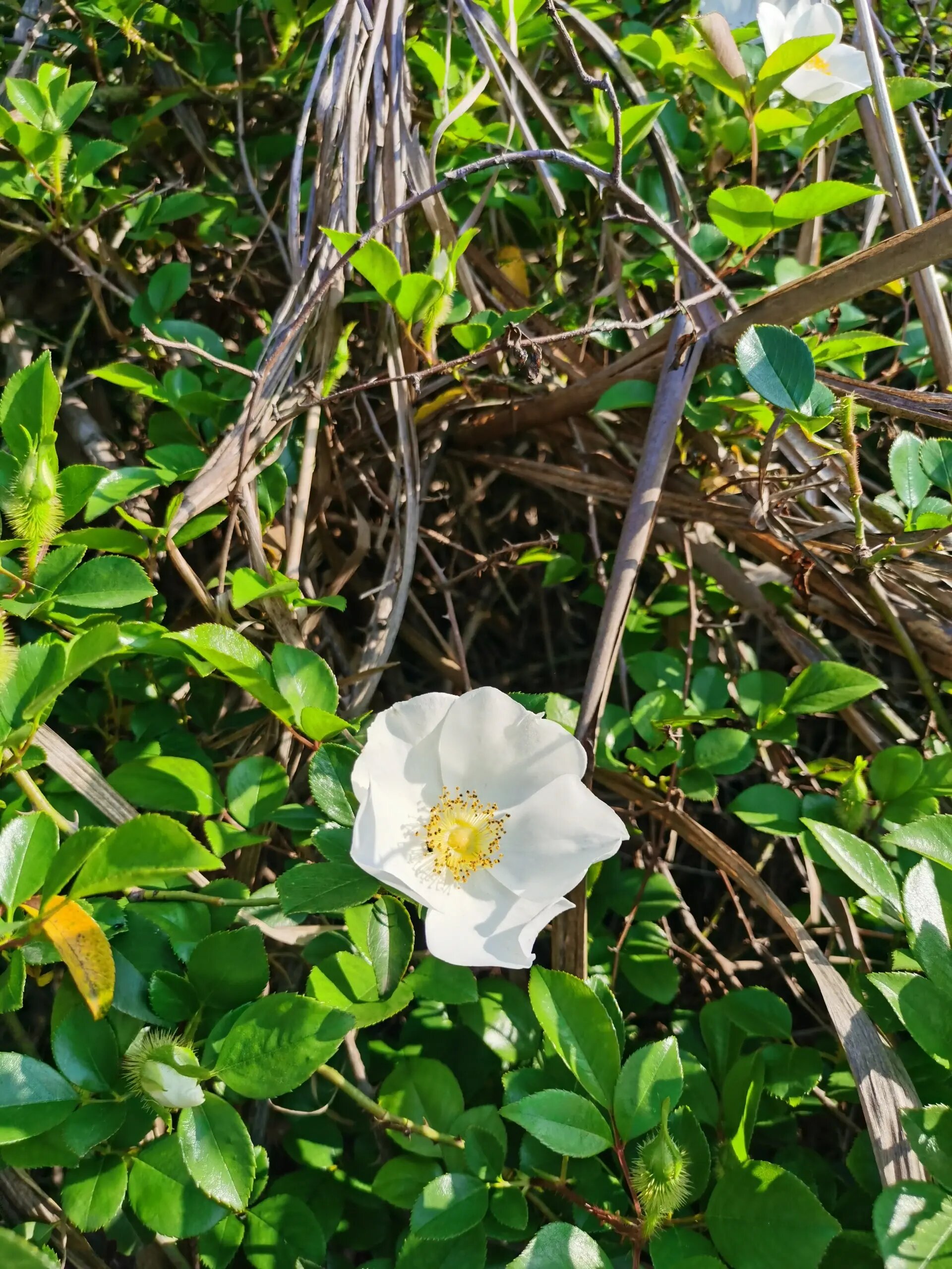 山上野生的白色的花图片