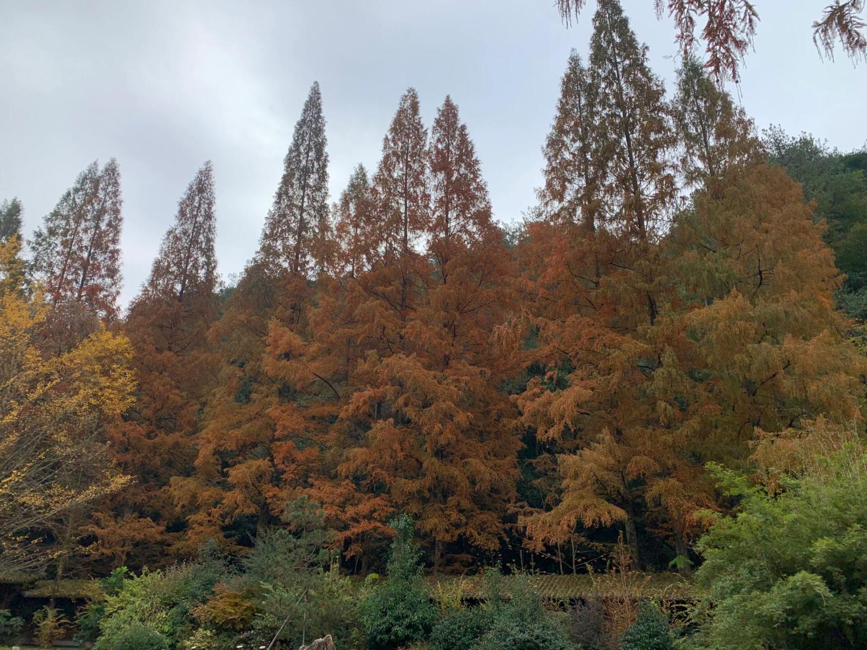 开化古田山 钱江源国家公园之古田山国家级自然保护区位于开化苏庄