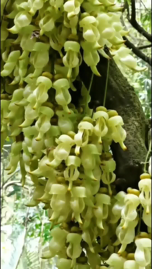 天鹿湖禾雀花图片