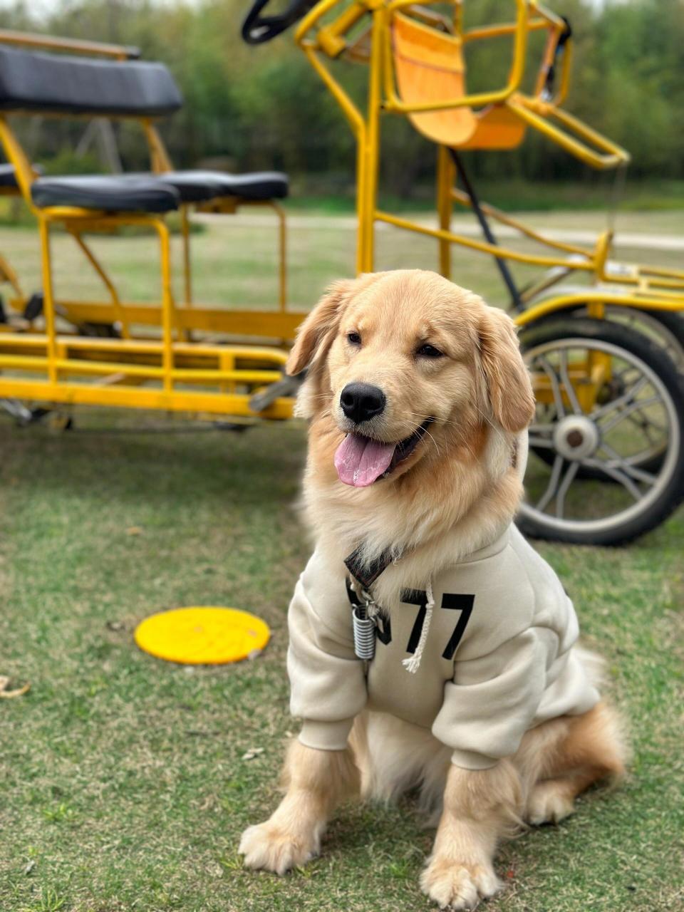 上海宠物友好公园 学校组织郊游 带着小狗一起去啦 地点:长兴岛郊野