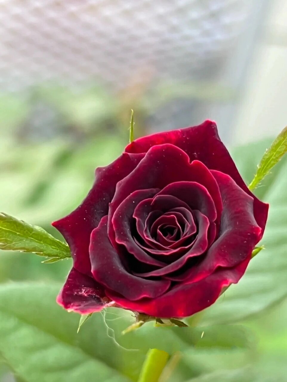 花材分享|20 种花艺常用的红玫瑰 1,传奇 红玫瑰传奇是荷兰的花卉品种