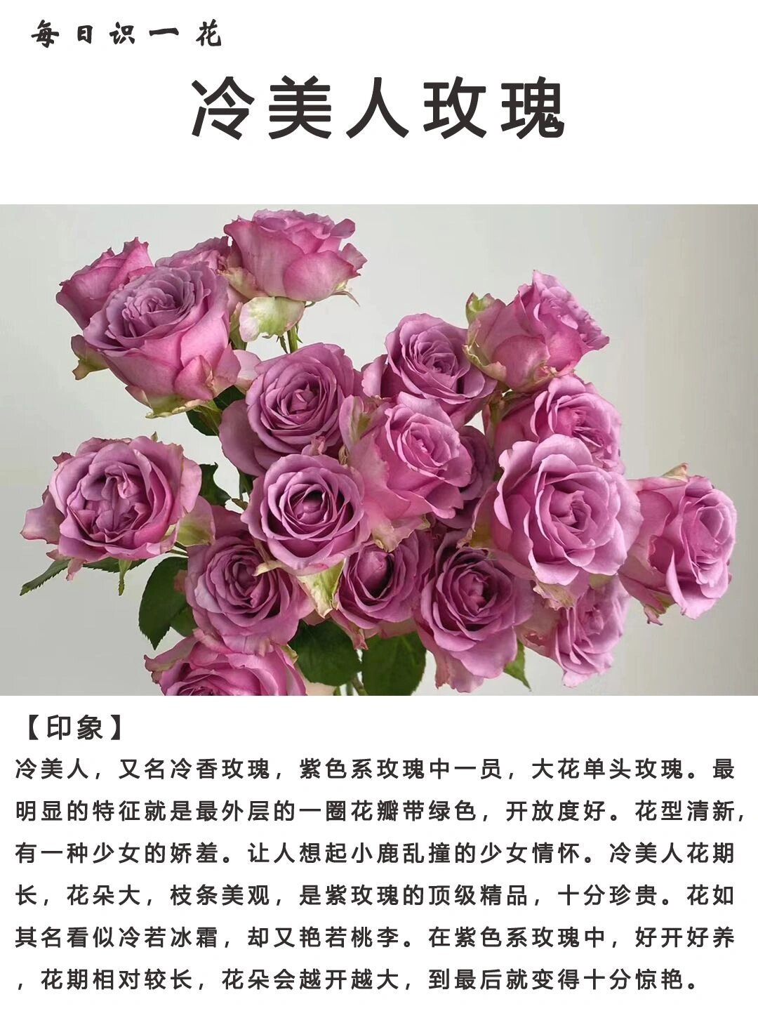 day073|每日识一花|冷美人玫瑰