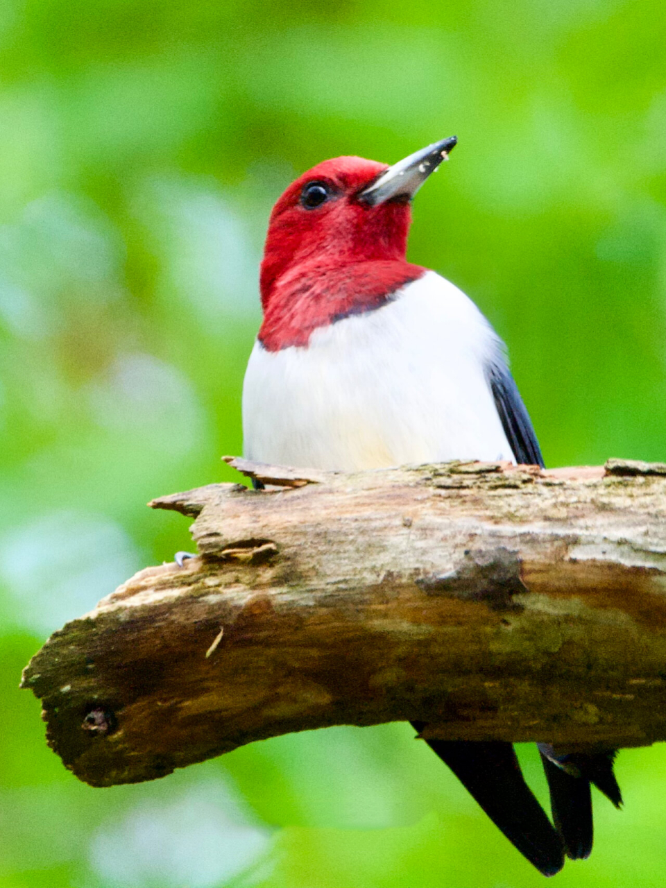 四处张望,谨慎小心 一般比较漂亮的鸟儿都十分谨慎小心,像红头啄木鸟