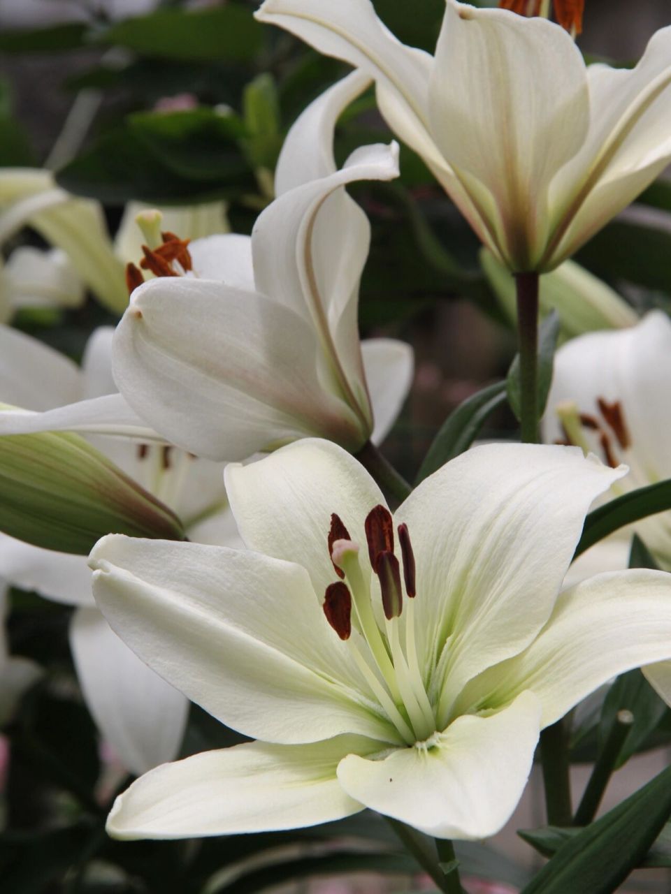 百合 百合品种:西伯利亚百合 花朵真的好多,而且花杆又粗又壮,开的