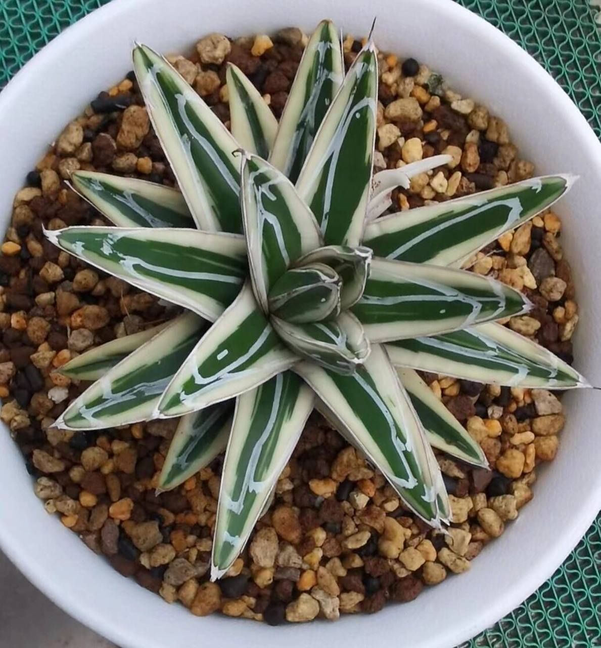 冰山龙舌兰 冰山也分好几种,现在就养这种了94