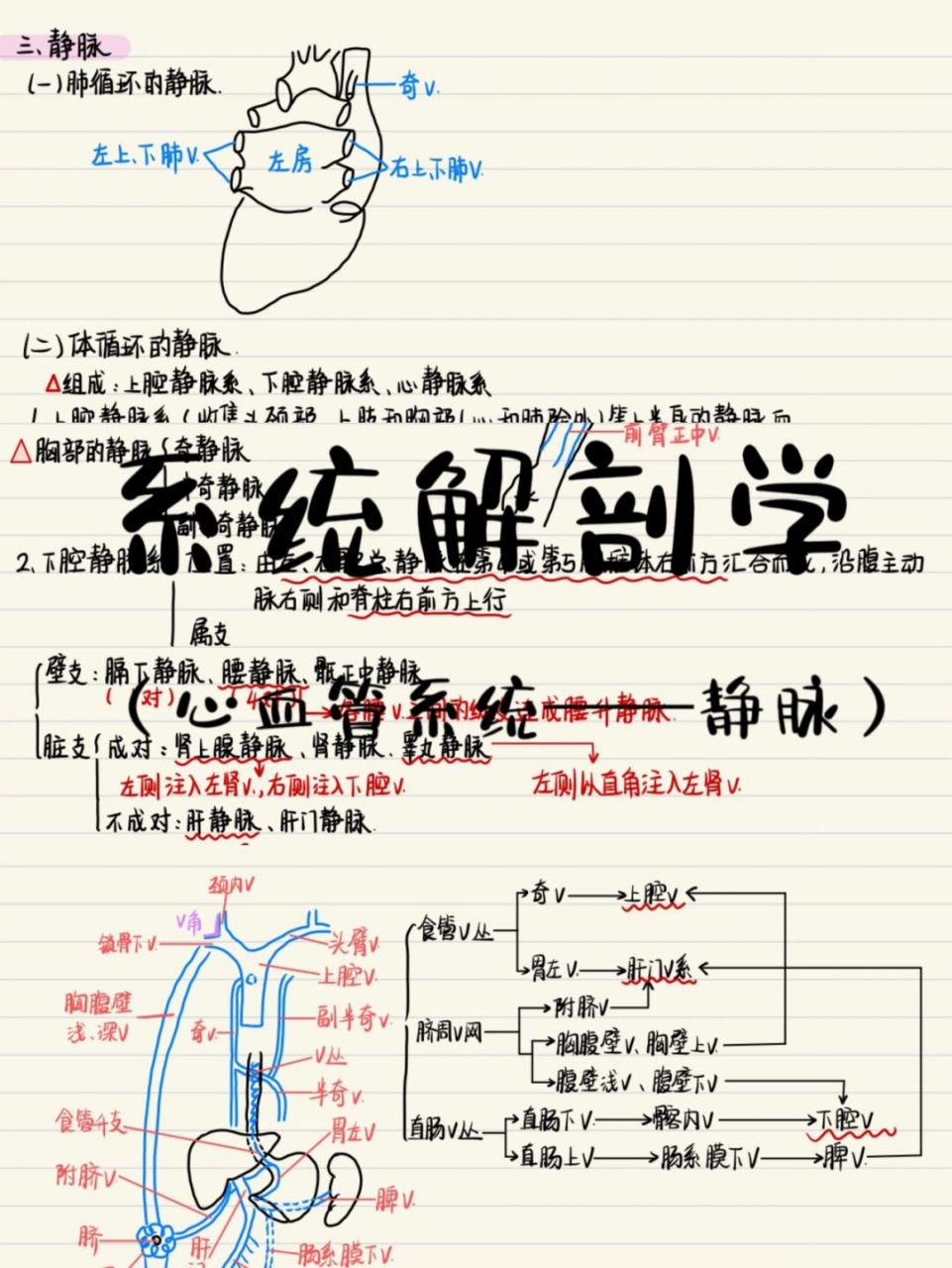 笔记分享——系统解剖学(静脉) 笔记分享: 系统解剖学——心血管系统