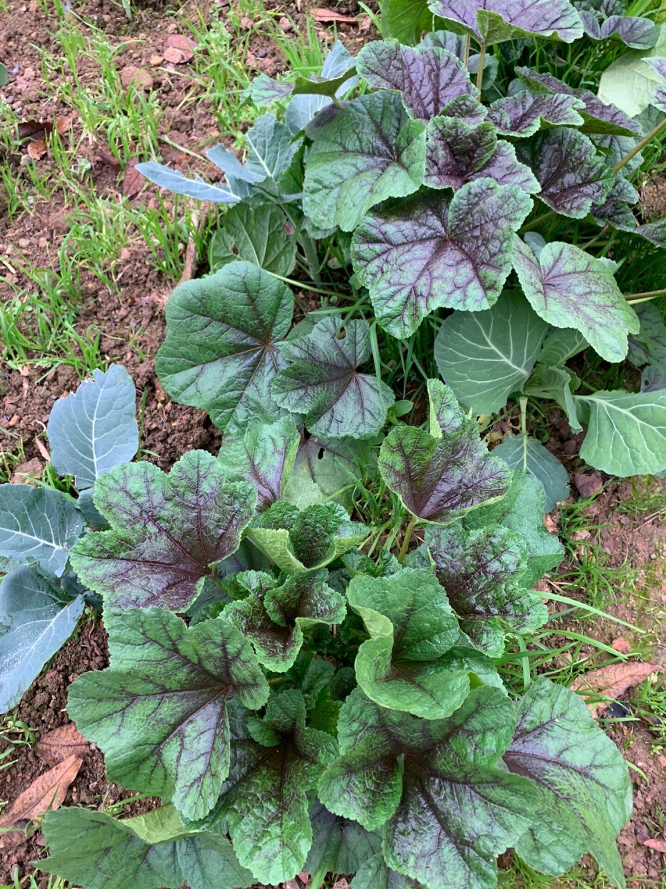 原来这个叫冬寒菜 在老家很常见,小时候在老家每年冬天都吃的青菜