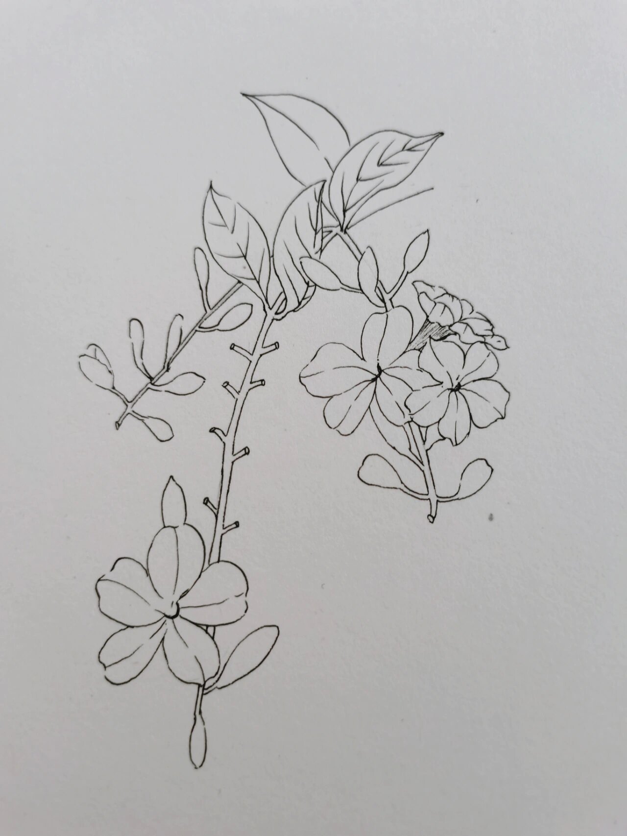 每日一画 植物速写