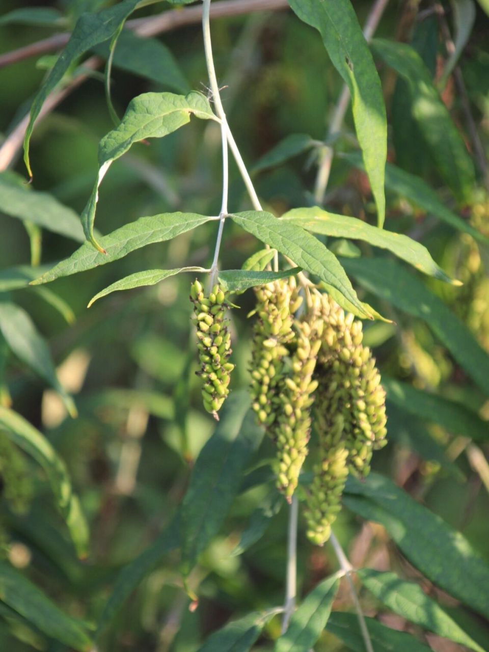 白背枫buddleja asiatica 玄参科 scrophulariaceae 醉鱼草属