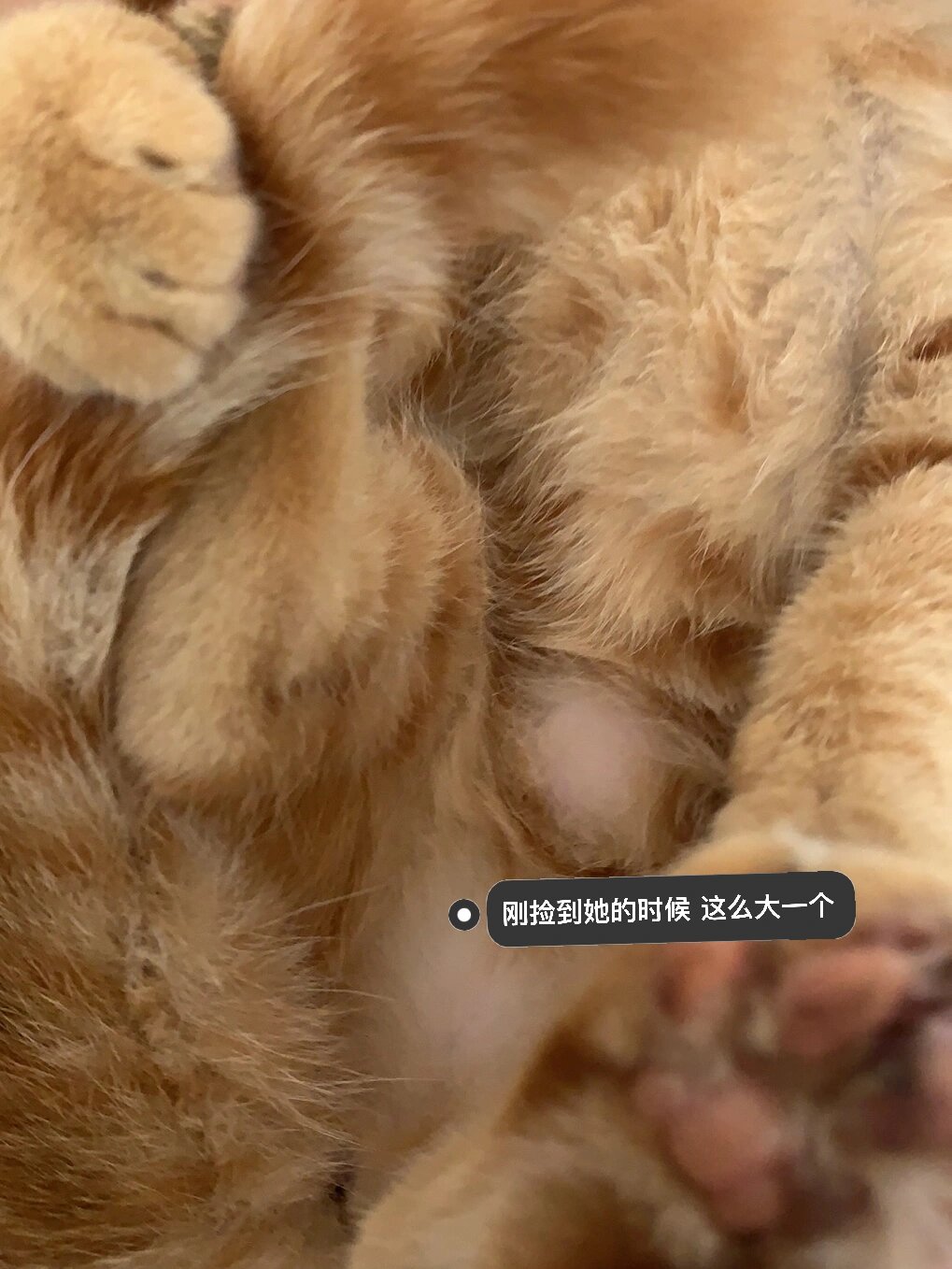 脐疝猫咪图片