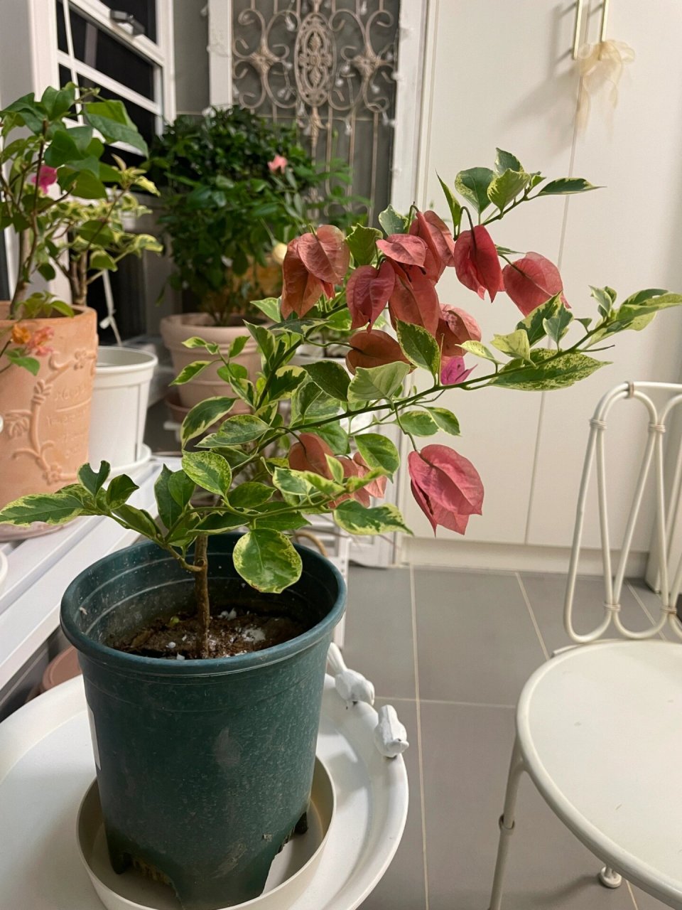 斑叶鸟贾迪三角梅 好特别的株型,看中了花后期的颜色才买的,花后期图