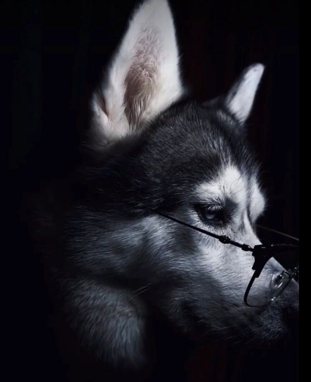 帅气的哈士奇头像 帅气的哈士奇头像