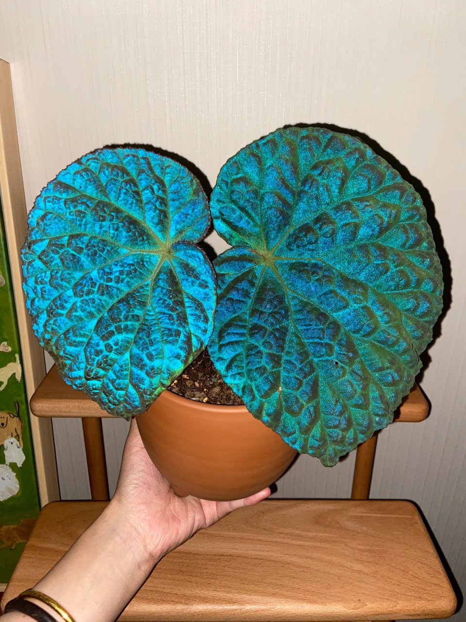 没想到我能买到这么绝的滇缅秋海棠!