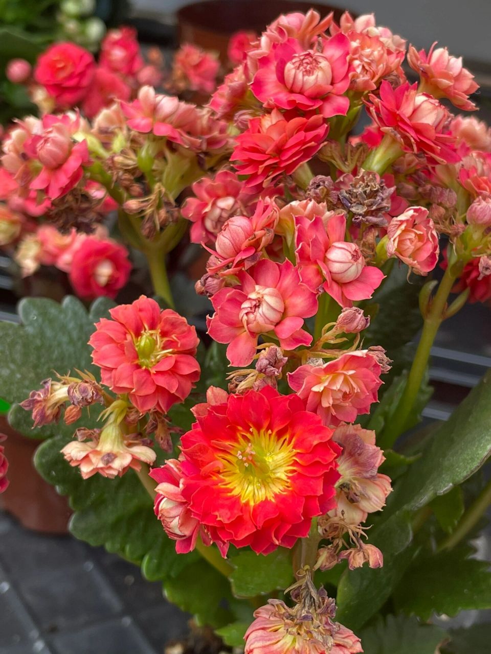 长寿花:火凤凰.