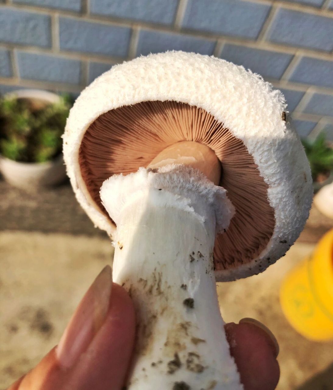 药理作用 抗菌作用