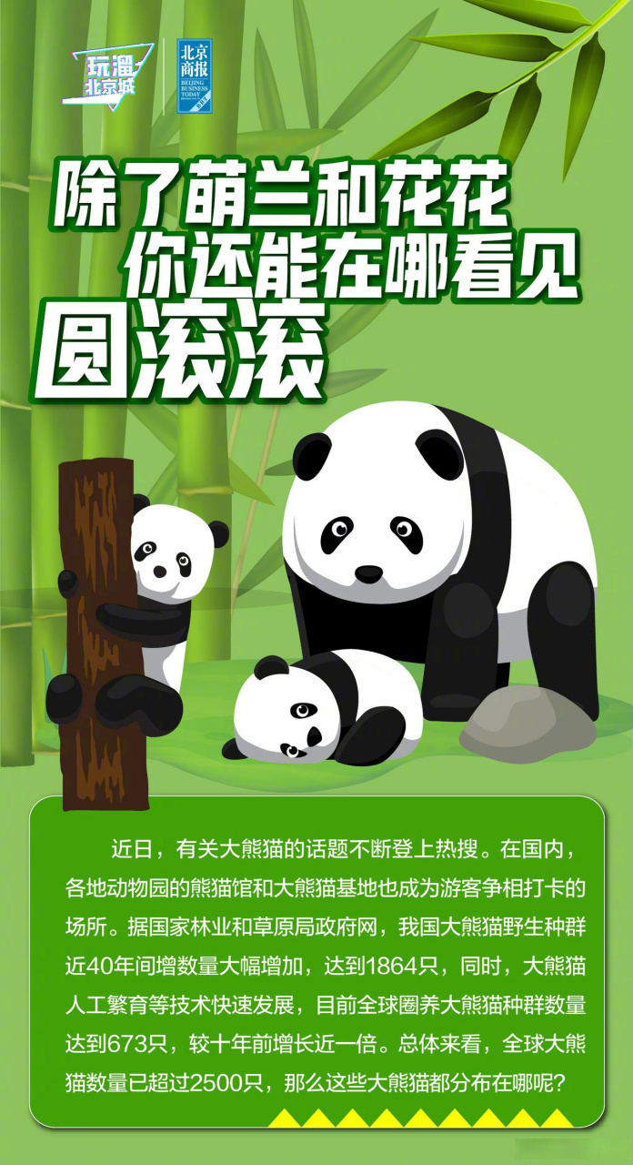 总体来看,全球大熊猫数量已超过2500只,这些大熊猫都分布在